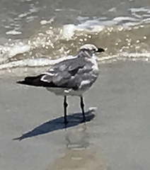 Leucophaeus atricilla megalopterus