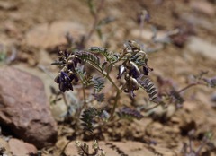 Astragalus inyoensis