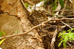 Ctenosaura oaxacana
