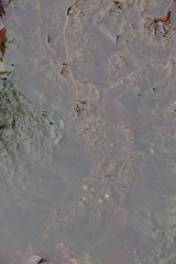 Stephanocystis geminata