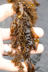 Stephanocystis geminata