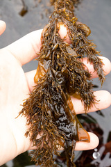 Stephanocystis geminata
