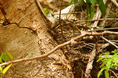 Ctenosaura oaxacana