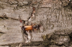 Hexagonia