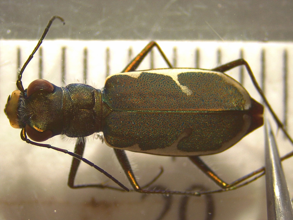 Zecicindela tekapoensis