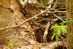 Ctenosaura oaxacana