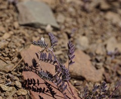 Astragalus inyoensis