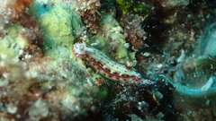Hypselodoris maculosa