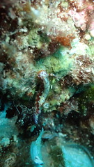 Hypselodoris maculosa