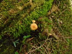Galerina sphagnorum