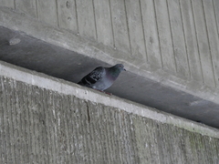 Columba livia domestica