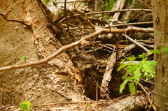 Ctenosaura oaxacana