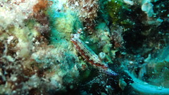 Hypselodoris maculosa