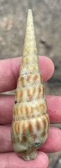 Terebra robusta