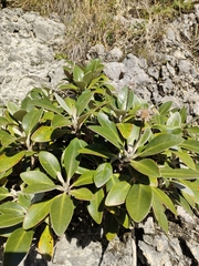 Pachystegia insignis