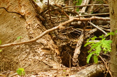 Ctenosaura oaxacana