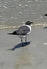 Leucophaeus atricilla megalopterus