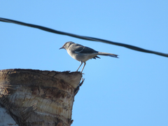 Mimus polyglottos leucopterus