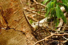 Ctenosaura oaxacana