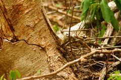 Ctenosaura oaxacana