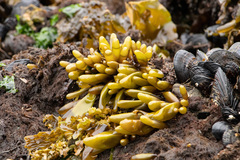 Halosaccion glandiforme