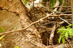 Ctenosaura oaxacana