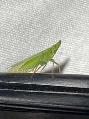 Rhynchomitra recurva