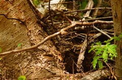 Ctenosaura oaxacana