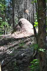 Formica obscuripes