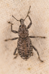 Dyslobus verrucifer