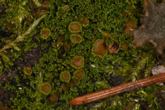 Psoroma hypnorum