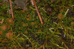 Psoroma hypnorum