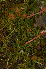 Psoroma hypnorum