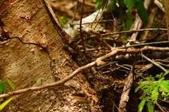 Ctenosaura oaxacana