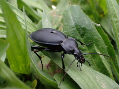 Carabus coriaceus