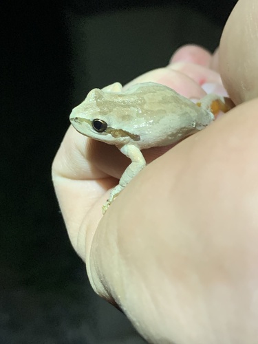 iNaturalist observation photo of Pacific chorus frog