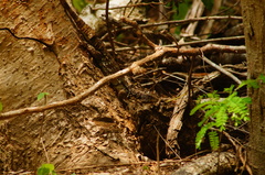 Ctenosaura oaxacana