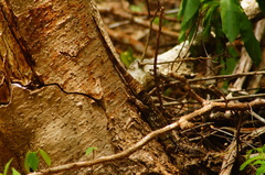 Ctenosaura oaxacana