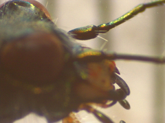 Zecicindela tekapoensis