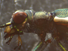 Zecicindela tekapoensis