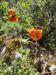 Lilium humboldtii humboldtii