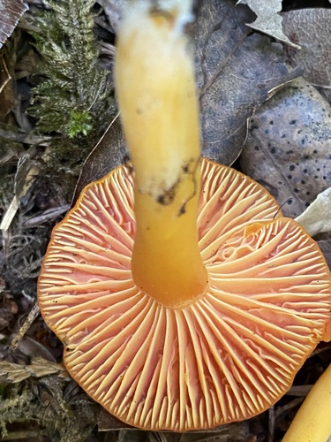 Honey Waxcap