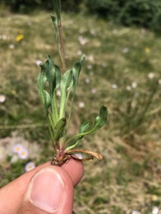 Erigeron grandiflorus