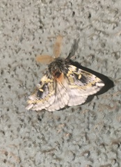 Ormiscodes schmidtnielseni