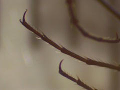 Zecicindela tekapoensis