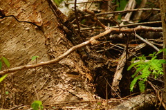 Ctenosaura oaxacana