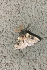 Ormiscodes schmidtnielseni