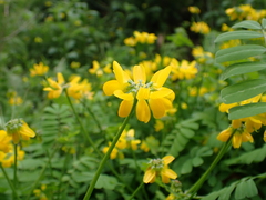 Securigera securidaca