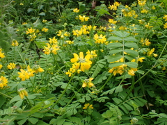 Securigera securidaca