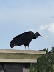 Coragyps atratus image